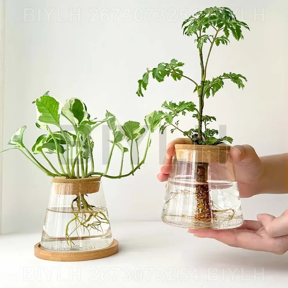 Two and a half Hydroponic Glass Flower Pots for Home Decor, Transparent Small Vase Plant Pots with Base Tray Garden Accessories