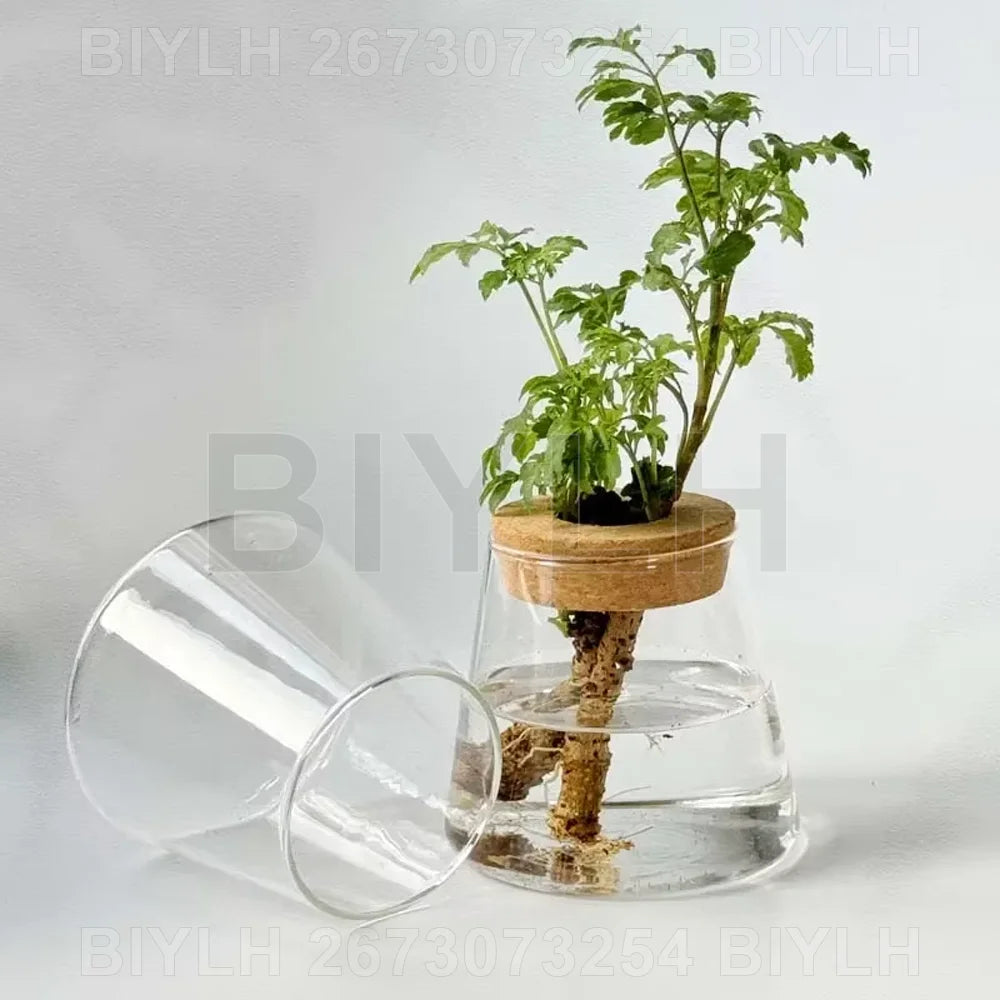 Two and a half Hydroponic Glass Flower Pots for Home Decor, Transparent Small Vase Plant Pots with Base Tray Garden Accessories