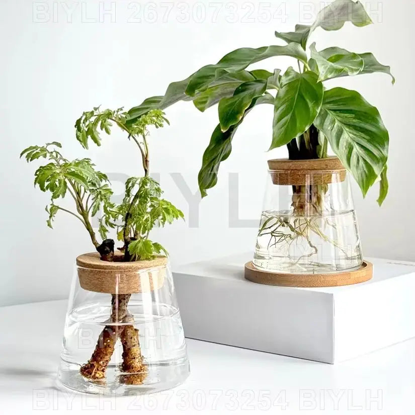Two and a half Hydroponic Glass Flower Pots for Home Decor, Transparent Small Vase Plant Pots with Base Tray Garden Accessories