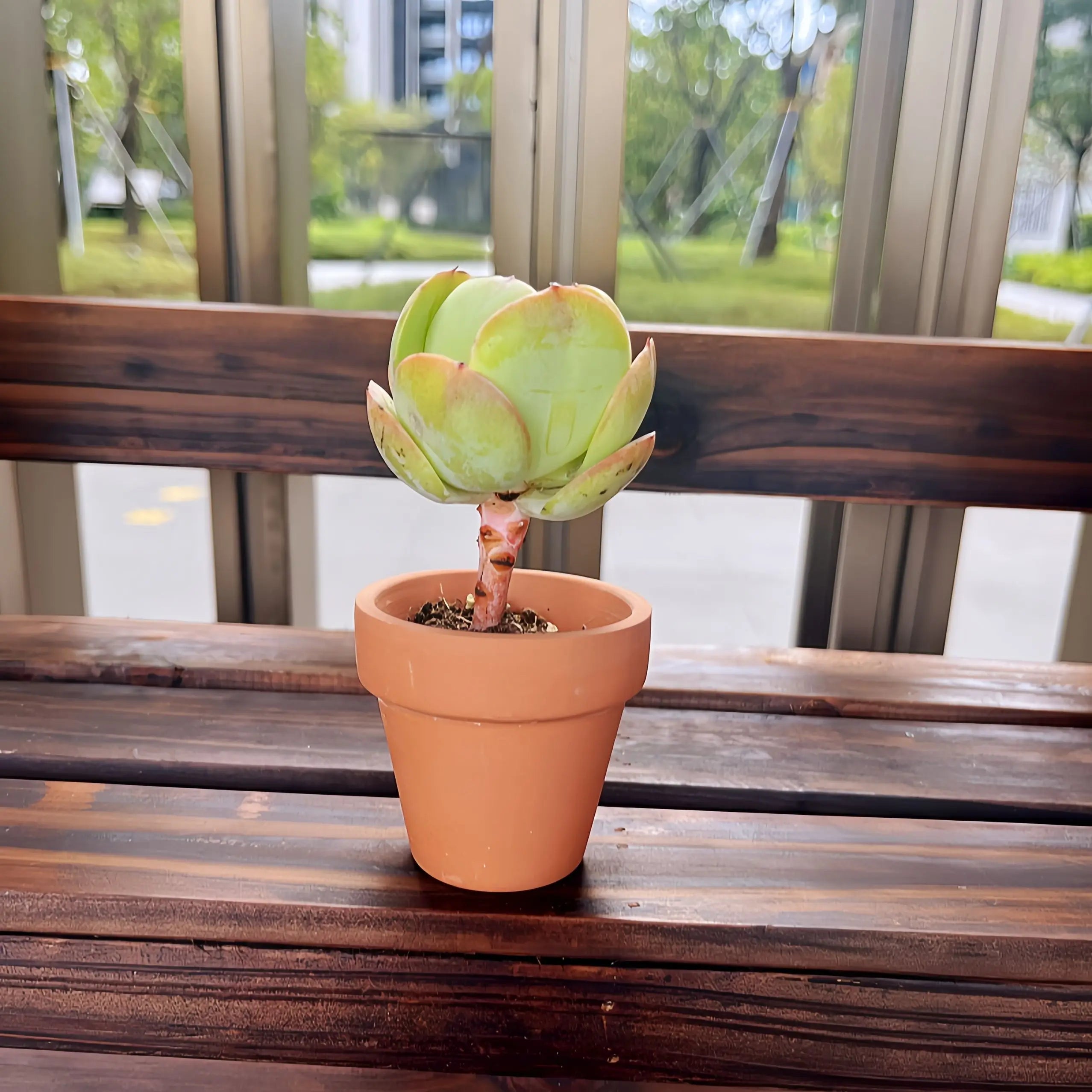 Ten pieces Pottery Planter Cactus Flower Pot Succulent Pot with Drainage, 2.2" Terra Cotta Pots Hole: Perfect for Crafts and Plants