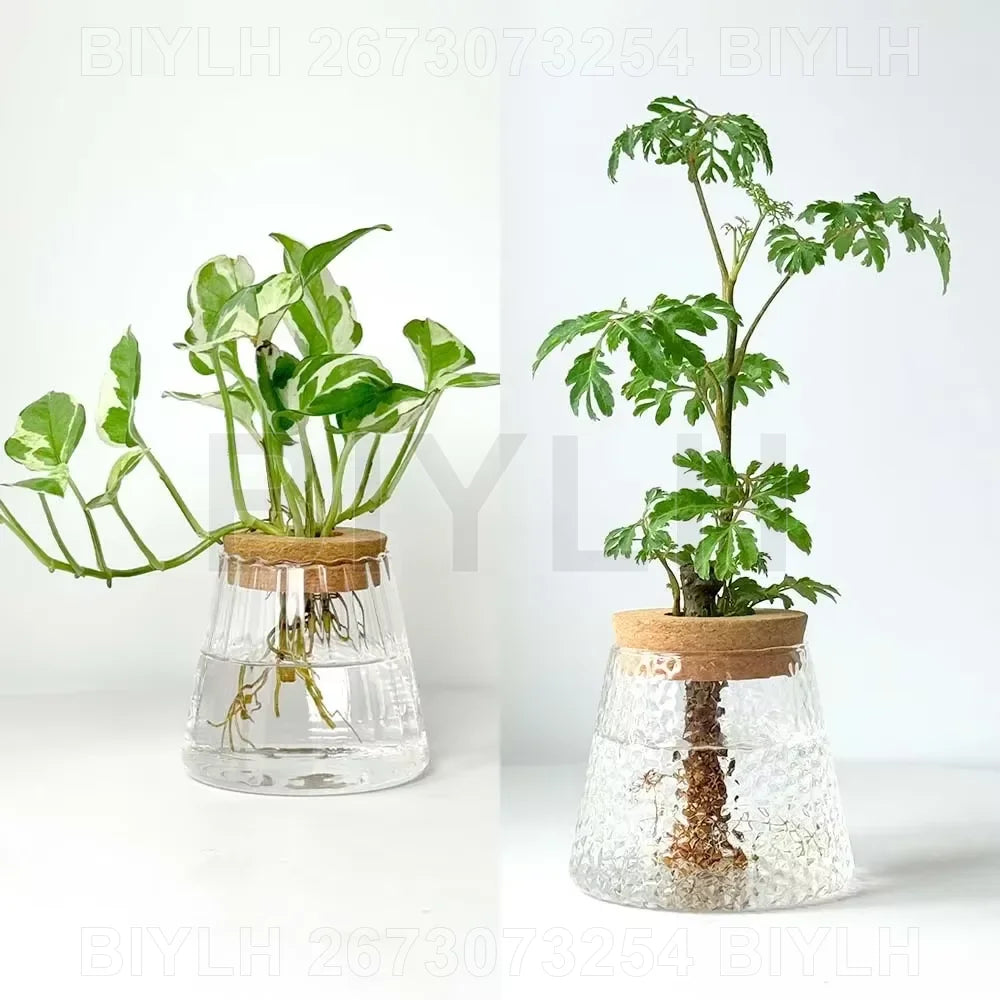 Two and a half Hydroponic Glass Flower Pots for Home Decor, Transparent Small Vase Plant Pots with Base Tray Garden Accessories